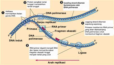 Autokatalis adalah  DNA dapat memiliki sifat autokatalis, dimana DNA dapat membentuk DNA baru melalui proses replikasi DNA