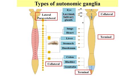 Autonomic ganglia contain ________.  Click the card to flip 👆