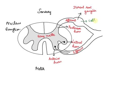 Autonomic ganglia contain ________.  Sympathetic ganglia are the ganglia of the sympathetic nervous system that initiate fight-or-flight, stress-mediated