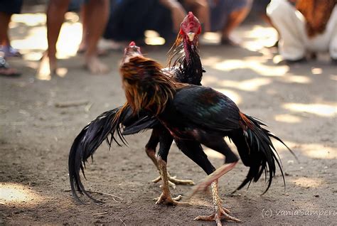 Ayam bangkok sabung  Ayam jenis ini selalu dikaitkan dengan kegiatan sabung ayam (adu ayam)