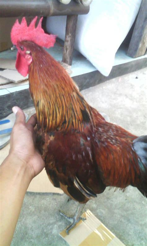 Ayam betina tts  Karakteristik Tempat Hidup Ayam Dan Jenis Jenisnya Kumparan Com Mengawinkan Ayam Betina dengan Pejantan Unggul