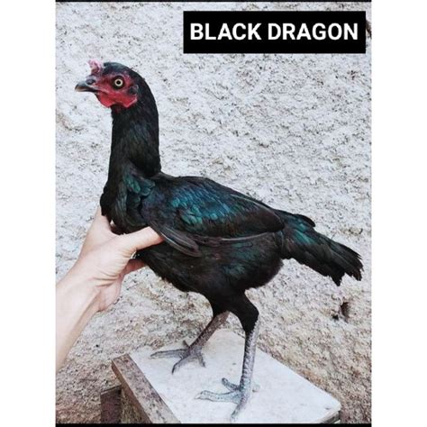 Ayam black dragon 000