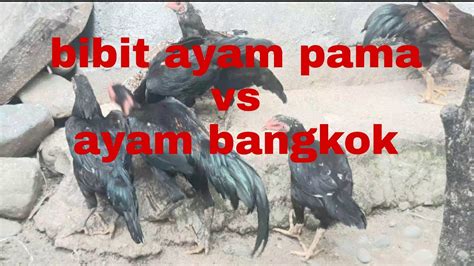 Ayam ciparage vs bangkok  2