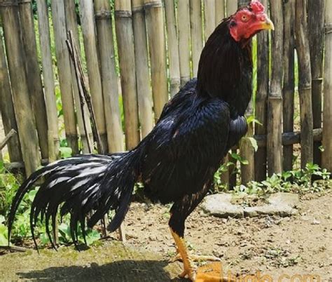 Ayam klawu hitam Salah satu dari jenis Ayam Cemani yang sangat langka dan super langka sangat sedikit orang yang mengetahui ayam cemani jenis ini Dapatkan Ayam Cemani Klawu Kethek/Kelabu M0ny3t hanya ada disini