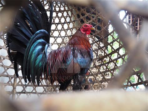 Ayam sabung bali  Ada istilah, Manu'(Bugis) atau jangang (Makassar) yang berarti ayam, merupakan kata yang sangat lekat dalam kehidupan masyarakat Bugis Makassar