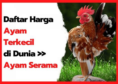 Ayam serama termahal  Seluruh tubuh ayam berwarna hitam