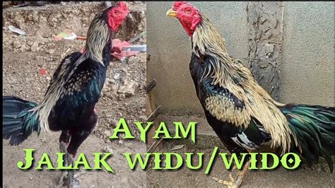 Ayam wido 