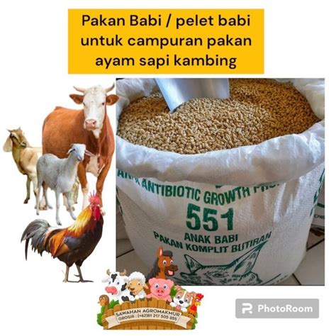 Ayam wido klobot 30 sore hingga jam 00