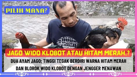 Ayam wido klobot  Ciri – Ciri dan Karakteristik Ayam Aduan Bangkok Wido