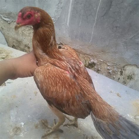 Ayam yokere betina  Hal ini dikarenakan pada ayam kampung betina terdapat hormon estrogen yang menyebabkan kadar eritrosit pada ayam kampung betina lebih rendah dibandingkan ayam kampung jantan