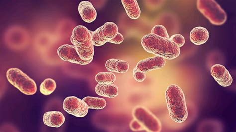 Azotobacter adalah  1997), yang dapat menginduksi produksi eksopolisakarida