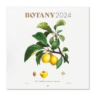 2024 Botany - Gymnosperms, Angiosperms, & Life Cycles - muktibox.com