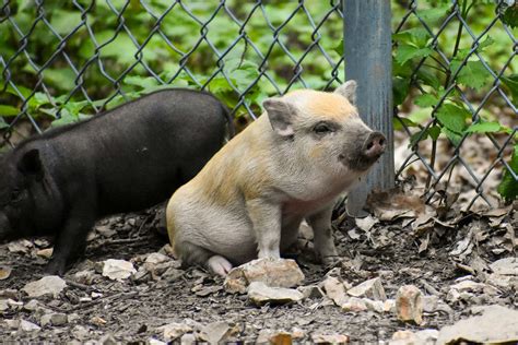 Baby potbelly  Using this method, it can take a pig up to a month to be fully housetrained with no indoor accidents: Hang bells on the doorknob