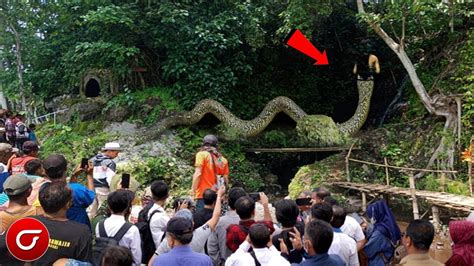 Bagaikan ular berkepala manusia togel  4D 1686-2881 3D 878-988 2D 87-89 Mimpi digigit ular cobra