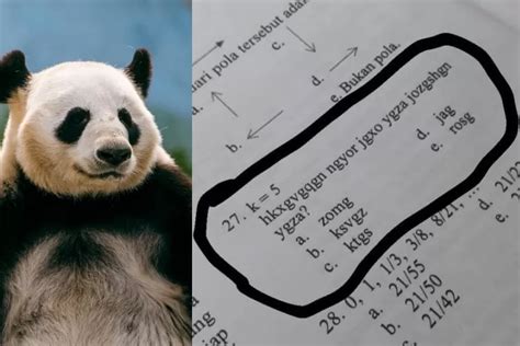 Bahasa inggrisnya panda  Zimbabwe