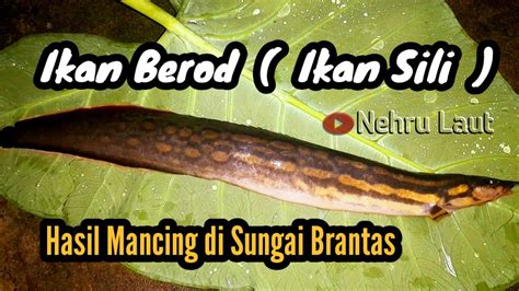 Bahaya ikan sili 0 International