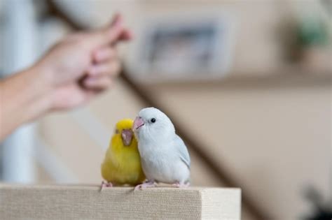 Bahaya memelihara burung lovebird di dalam rumah  1