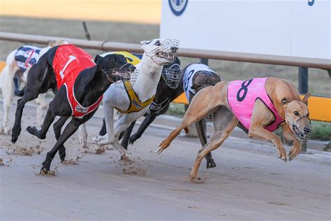 Ballarat greyhounds results today  Latest News