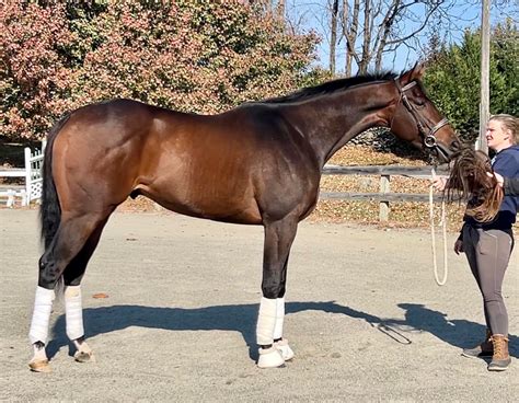 Ballyclare farm off track thoroughbreds  Horseback Riding Center