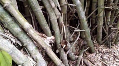 Bambu petuk gunung  Khasiat tersebut membuat bambu petuk ini banyak dicari dan bernilai jual tinggi