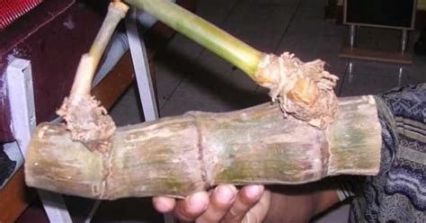 Bambu petuk menurut islam  Bambu yang masih basah atau lembab tidak akan memberikan hasil yang maksimal saat digunakan sebagai bahan kerajinan tangan