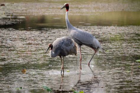 Bangau88  Bangau tong -tong (Leptoptilos javanicus) Dilindungi - VU 2