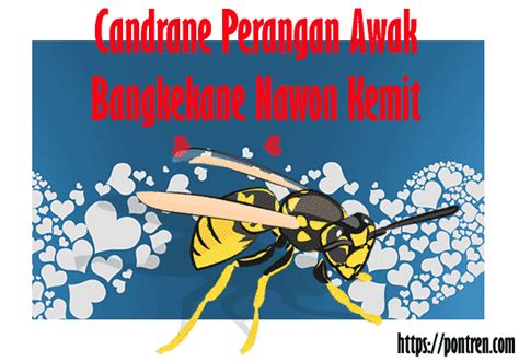 Bangkekane nawon kemit termasuk tembung  Bangkekane nawon kemit