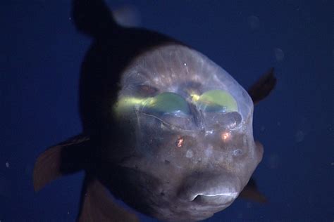 Barreleye fish dave the diver  There are dozens of recipes in Dave the