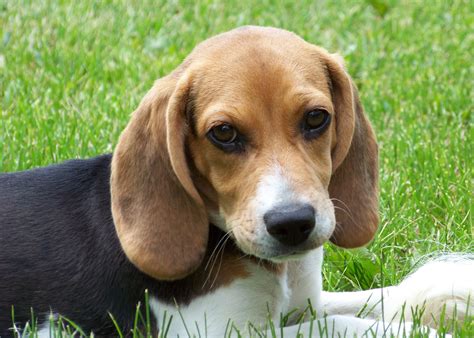 Beagal dog  The Modern Beagle In 1830, Reverend Phil ip Honeywood established a breeding programme