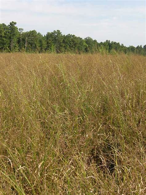 Beaked panicgrass nc ecotype  (Redtop Panicgrass, Coastal Plain NC Ecotype)Despite the Gordon’s relatively small size (ca