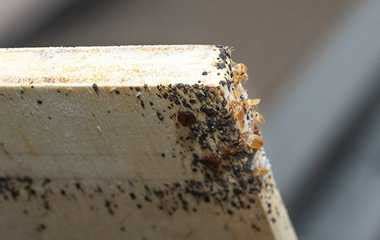 Bed bug exterminator reno nv  What type of pests do you have? Mice Bugs or Insects Birds or Bats Mosquitos or