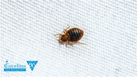 Bed bug treatment southport nc 1