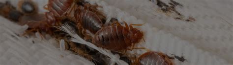 Bed bug treatment southport nc  That was my goal, someone treat the source