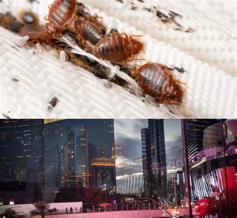 Bed bugs at caesars palace las vegas Get the best deals and members-only offers