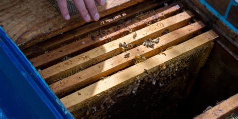 Bee removal manatee county, fl  Are stinging insects driving you, your family, or your employees indoors? We can help!Once disturbed however, the bees give off pheromones alerting the rest of the hive to danger, sending out the rest of the unseen bees to ward off the danger and protect the hive and queen bee