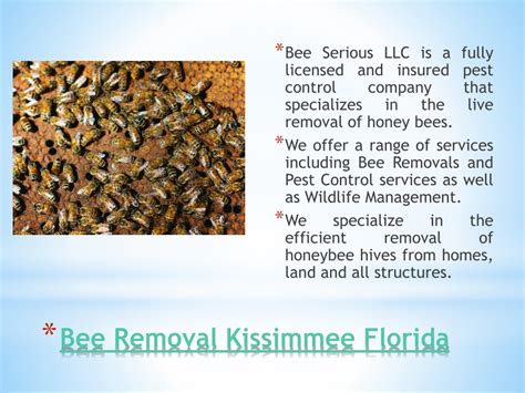 Bee removal winter haven, fl  Maxwell Pest Control