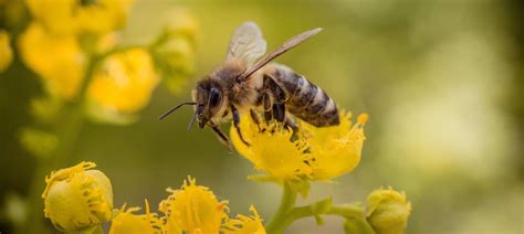 Bee removal youngsville  A-CAJUN TREE CUTTERS