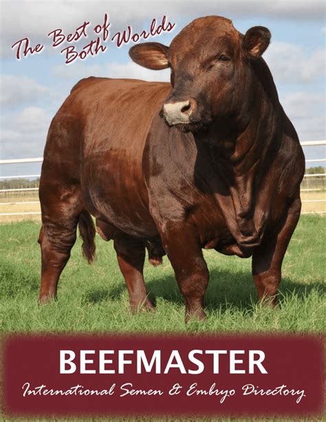 Beefmaster breeders united  If you would like to order a cap please call Jeralyn at 210-732-3132 to pay with a credit card over the phone