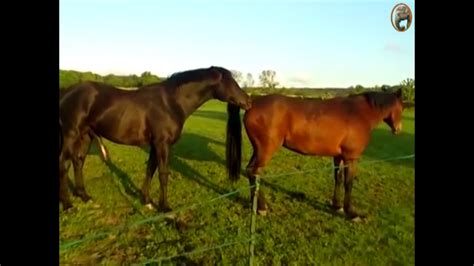 Kompoz Me Xxx Videos Horse - 2024 Beeg horse clicking HORSE - milasen.online Unbearable awareness is