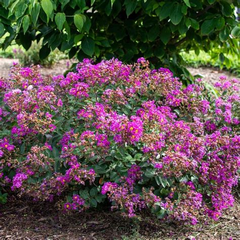 Bellini grape crape myrtle  The shrub carries pink, white, or purple panicles