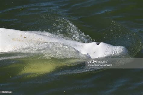 Beluga whale knee  A yellowish tinge can sometimes be seen on adult belugas, caused by a layer of algae growing on their skin