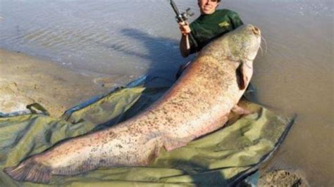 Bentuk ikan tapah Tidak heran jika ikan ini sering disebut sebagai “gigi ikan tapah”