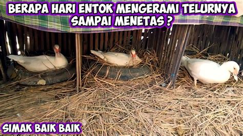 Berapa hari entok mengerami telurnya 