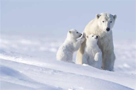 Beruang kutub 2d togel id - Pada tahun 1980-an, Laut Chuckchi di Arktika akan sangat membeku di awal Desember