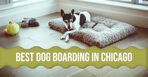 Best dog boarding in pine hills  Boarding