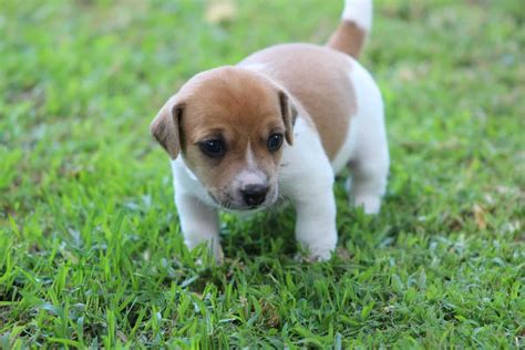 Best dog food for jack russells  1