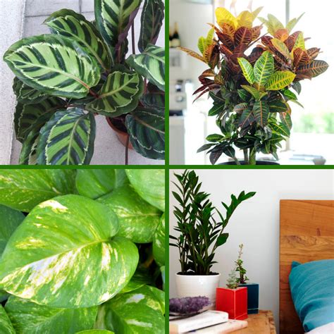38 Best Plants For Terrariums