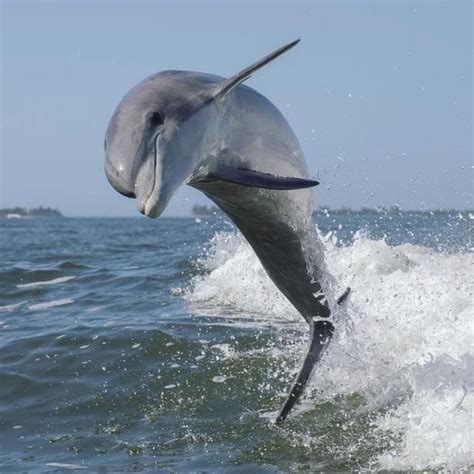 Best month to see dolphins in myrtle beach  Visitors to Grand Strand beaches can often see these marine mammals cruising through the waves, performing acrobatics