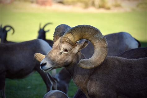 Best time to see sheep at hemenway park Hemenway Park: Beautiful - See 197 traveler reviews, 248 candid photos, and great deals for Boulder City, NV, at Tripadvisor