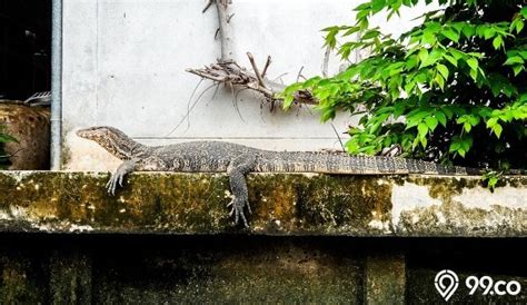 Biawak kecil masuk rumah  1